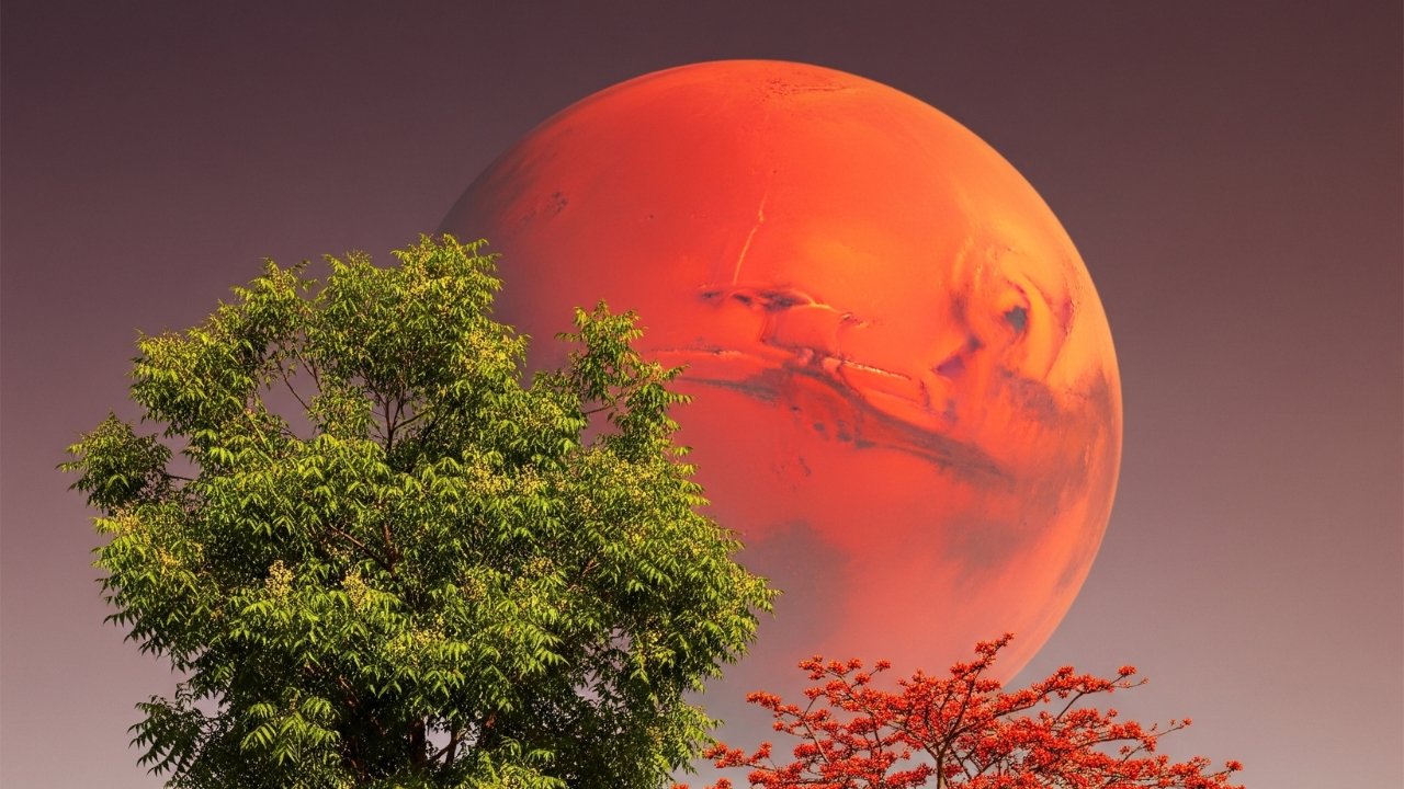 मंगळ ग्रह आणि खैर वृक्ष: 